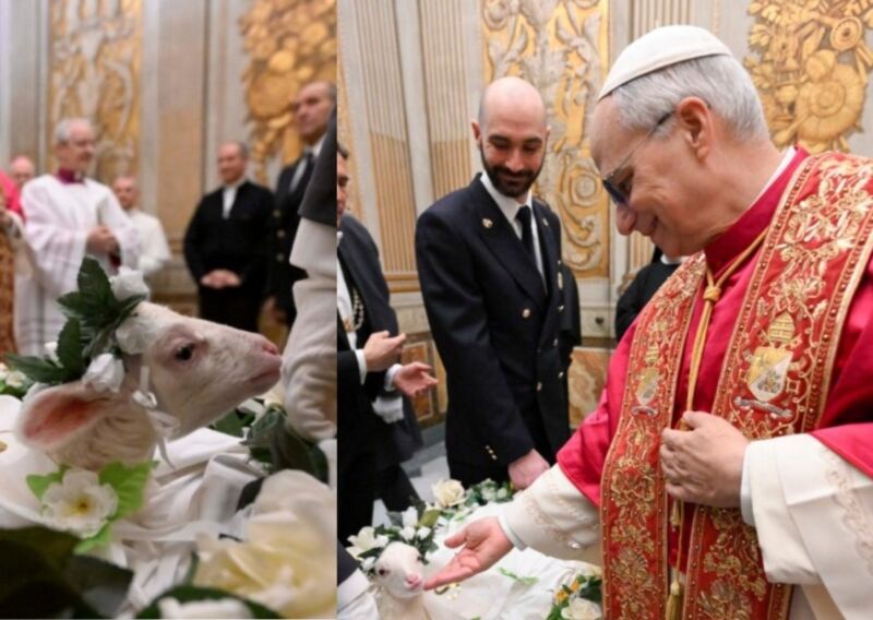 Image for the Tweet beginning: 🔴⚡️Présentation des agneaux de sainte